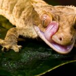 Миниатюра к 