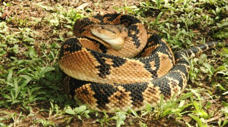 Lachesis muta